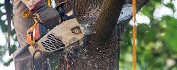 Best Leaf Removal  in Johnstown, CO