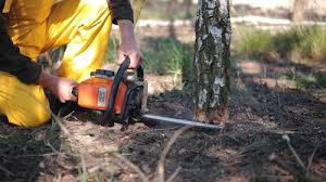 Best Arborist Consultation Services  in Johnstown, CO