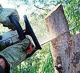 Best Storm Damage Tree Cleanup  in Johnstown, CO