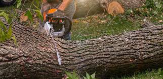 Best Tree Maintenance Programs  in Johnstown, CO