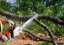 Reliable Johnstown, CO Tree Services Solutions