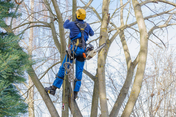 Best Tree Mulching  in Johnstown, CO