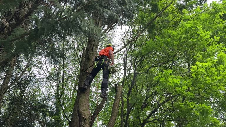 How Our Tree Care Process Works  in  Johnstown, CO