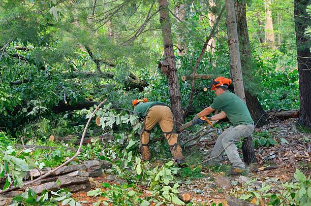 Best Tree Risk Assessment  in Johnstown, CO