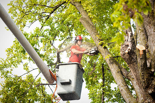 Best Hedge Trimming  in Johnstown, CO